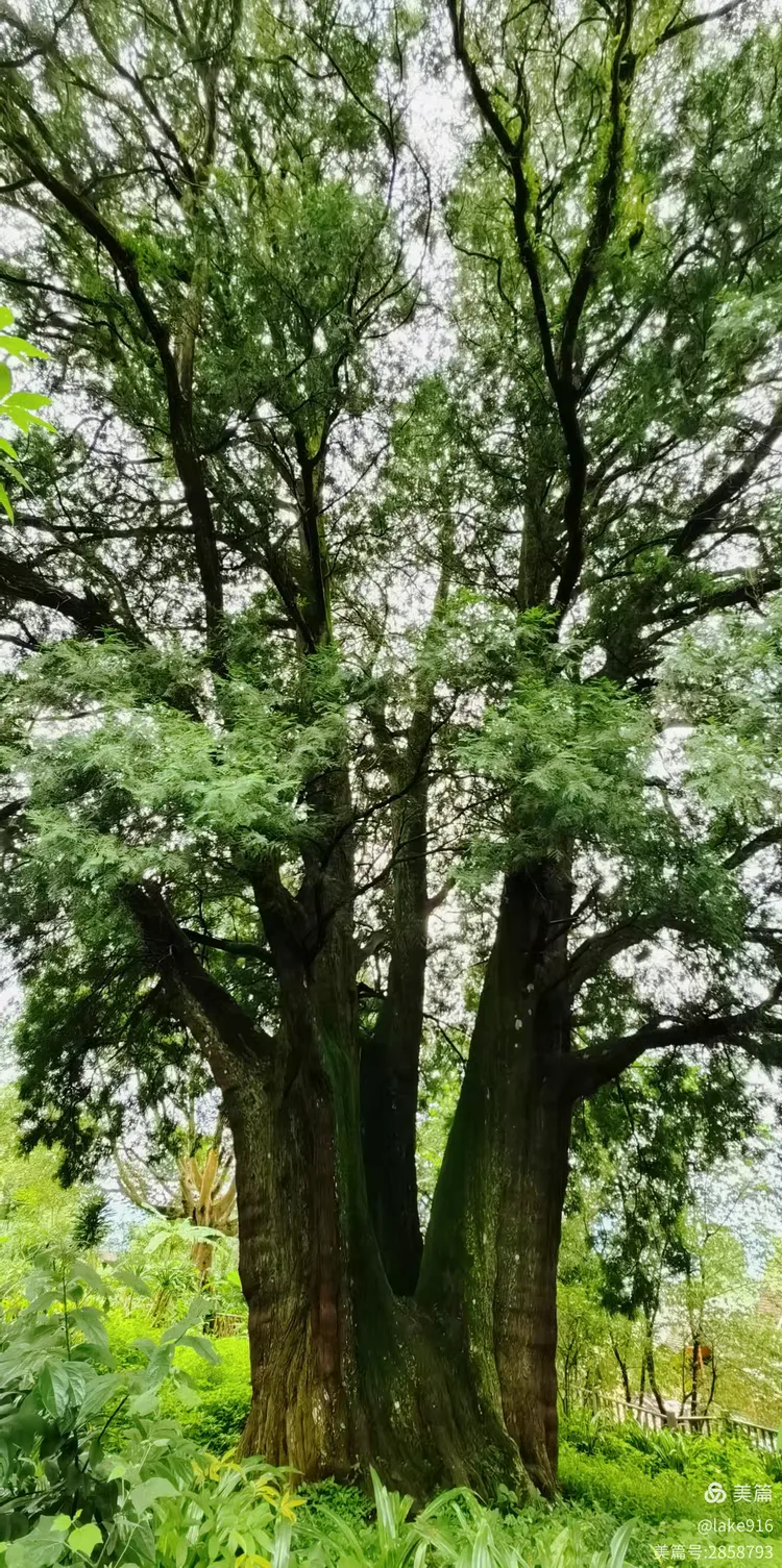 普洱烤茶最关情.满坡园田采嫩芽